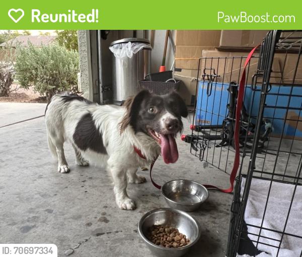 Reunited Unknown Dog last seen S 15th Ave & W Southern Ave, Phoenix, AZ 85041, USA, Phoenix, AZ 85041