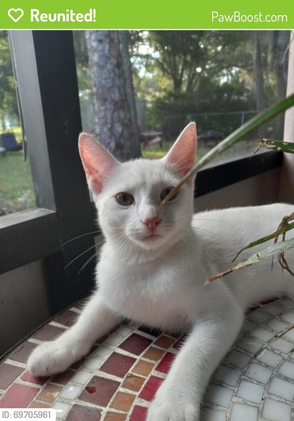Reunited Female Cat last seen 43rd ave and 8th st, 6th st, & 4th st, Vero Beach, FL 32968