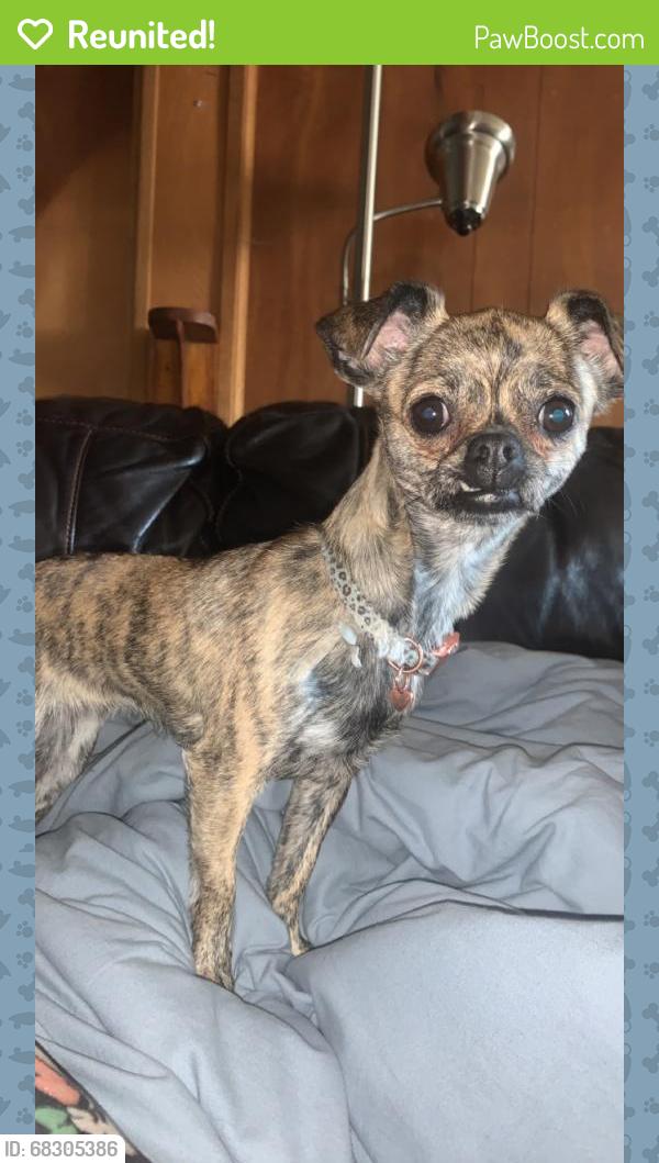 Reunited Female Dog last seen John St SE, Albuquerque, NM 87102, USA, Albuquerque, NM 87102