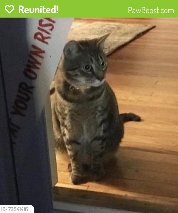 Reunited Male Cat last seen Windward Pointe in Holly Springs, Holly Springs, NC 27540