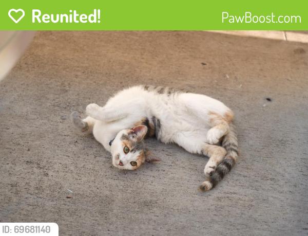 Reunited Female Cat last seen Near E La Palma Ave, Anaheim, CA 92806, USA, Anaheim, CA 92806