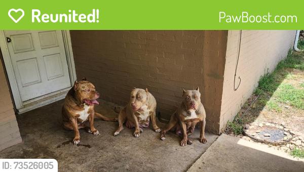 Reunited Female Dog last seen Crowley and Ming Dr, Edgecliff Village, TX 76134