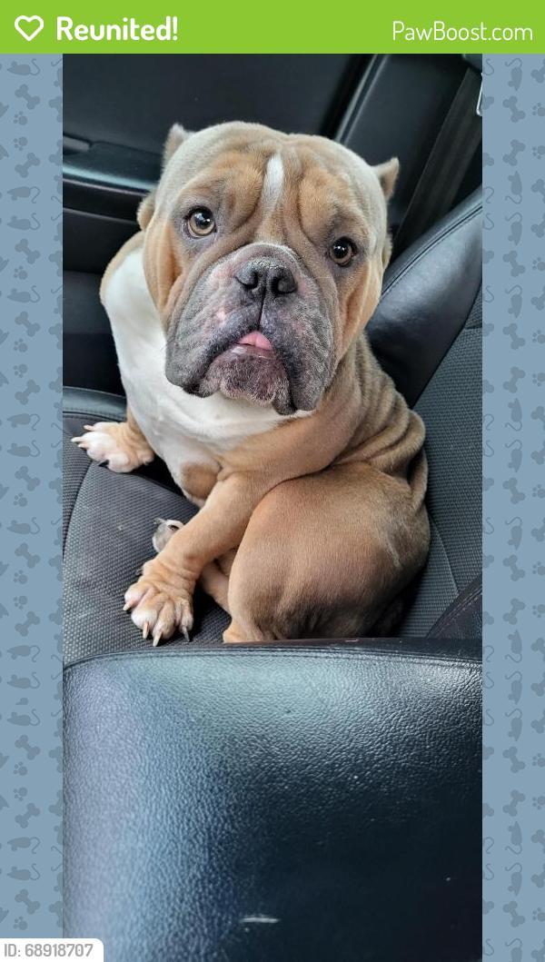 Reunited Male Dog last seen St Clair, East St. Louis, IL 62203