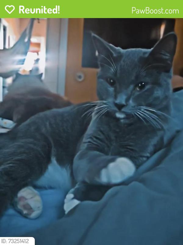 Reunited Female Cat last seen Near park and smith st New Bedford mass, New Bedford, MA 02740
