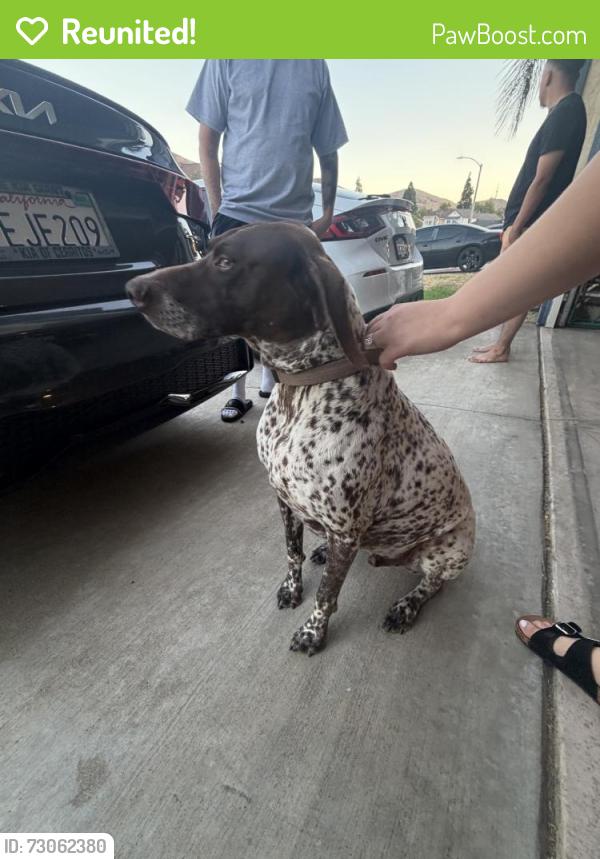 Reunited Male Dog last seen Near Rustic Pl, Fontana, CA 92337, USA, Fontana, CA 92337