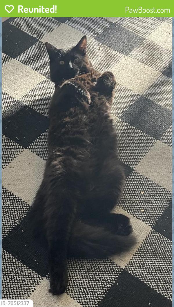 Reunited Male Cat last seen Hutchison, Vista, CA 92084