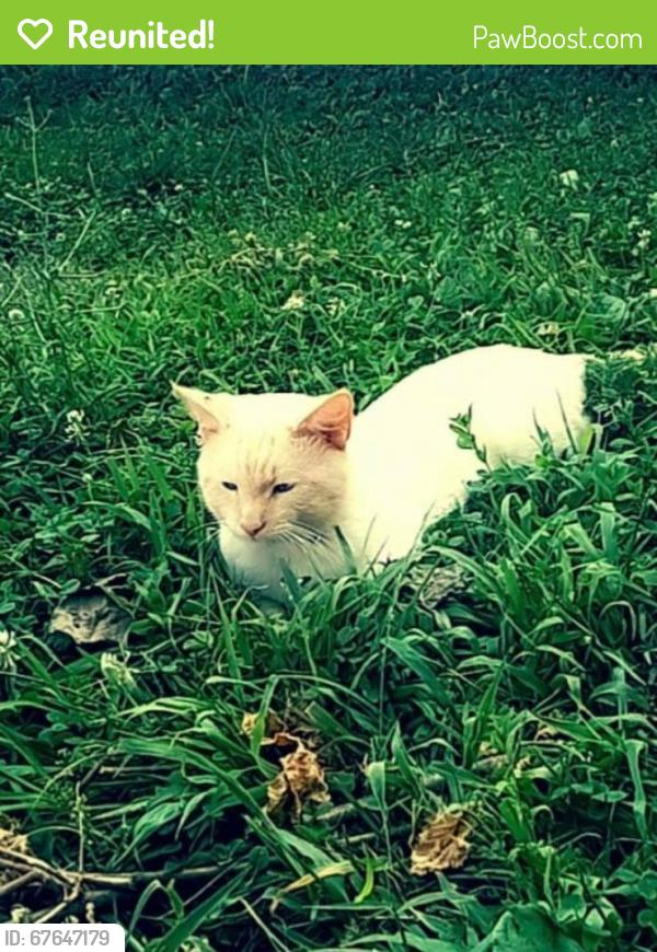 Reunited Female Cat last seen 10th and Arnolda, Indianapolis, IN 46222