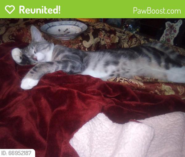 Reunited Male Cat last seen 151st ave n.e., Woodinville, WA 98072