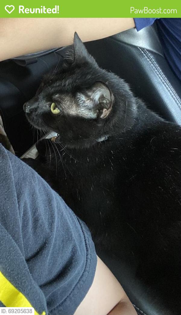 Reunited Female Cat last seen Ermine Cres, Stilton, England PE7