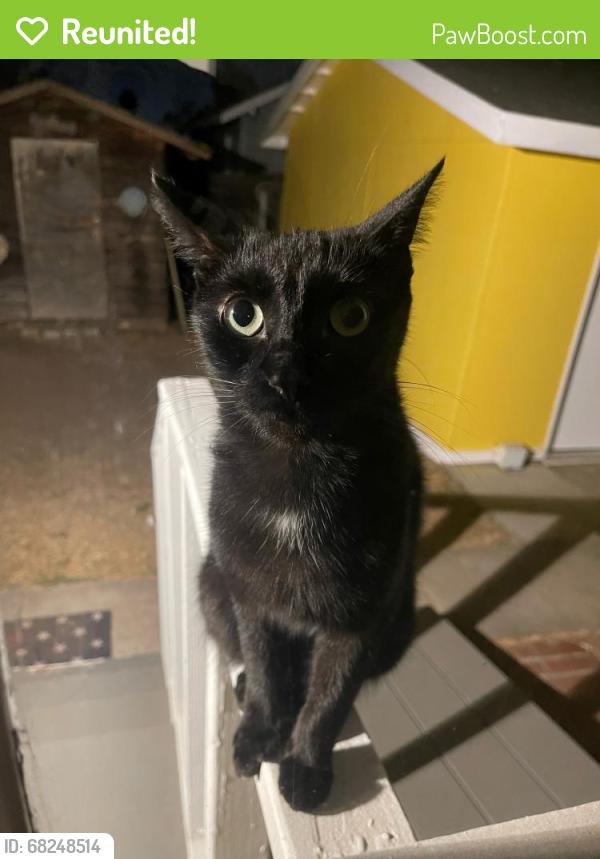 Reunited Unknown Cat last seen Poinsettia St. (17th street by the santiago food mart/gas station & chevy dealer), Santa Ana, CA 92706