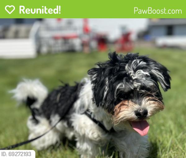 Reunited Male Dog last seen Hope St and Walnut St, Waterbury, CT 06704