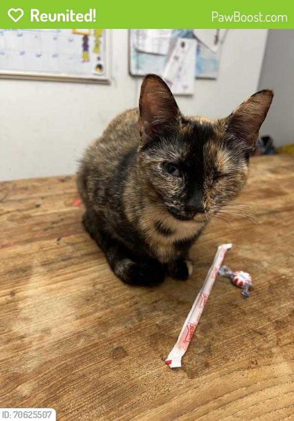 Reunited Female Cat last seen W. Bellfort and Briarbend, Houston, TX 77096