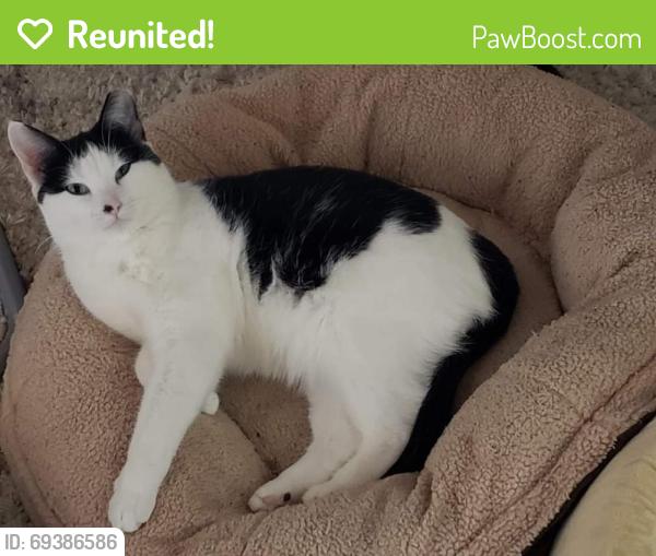 Reunited Female Cat last seen MacArthur drive, Clifton, NJ 07042