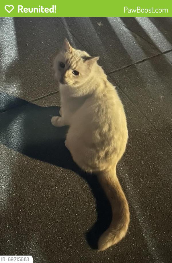 Reunited Unknown Cat last seen 46th Ave, San Francisco, CA, USA, San Francisco, CA 94122