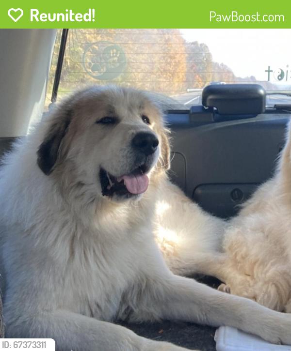 Reunited Male Dog last seen Near us 220 business randleman , Randleman, NC 27317