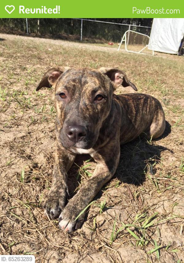 Reunited Female Dog last seen Near Pecan Radl & Pecan Radial Trce, Ocala, FL 34472