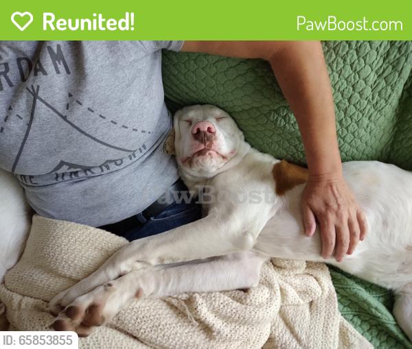 Reunited Male Dog last seen Blythewood rd, Blythewood, SC 29016