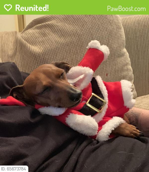 Reunited Female Dog last seen Wentworth /scoville, Tulare County, CA 93257