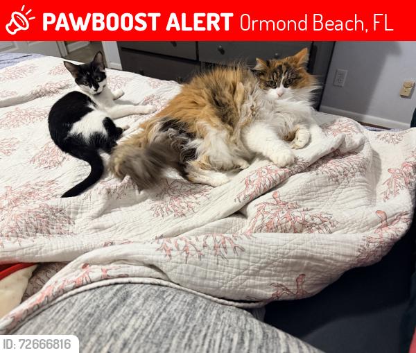 Lost Female Cat last seen Near Amberwood Ct, Ormond Beach, FL 32174, USA, Ormond Beach, FL 32174
