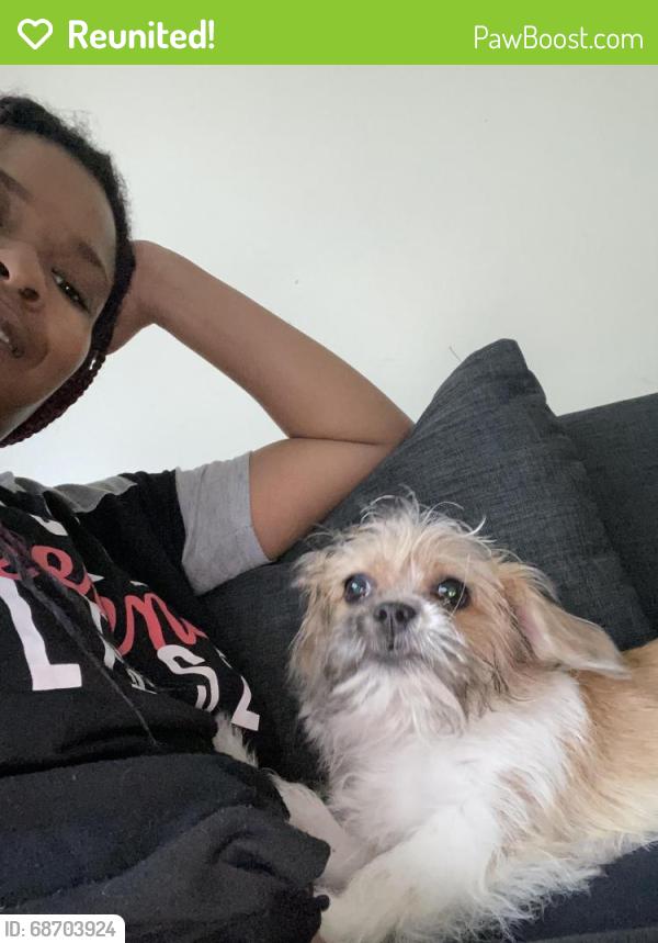 Reunited Female Dog last seen Near East 70th Street Apt1A, Chicago, IL 60649