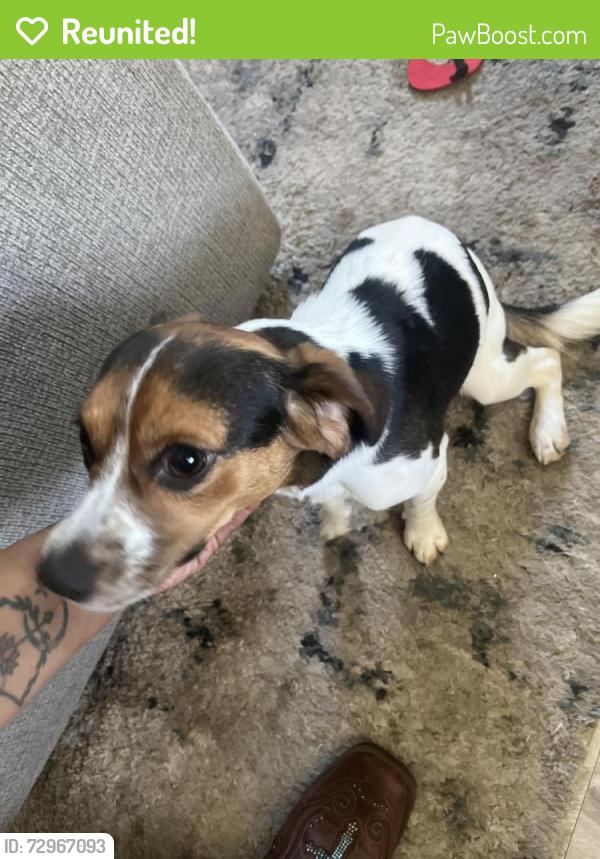 Reunited Male Dog last seen Near and Red Hill Farms, Orange County, NC 27278
