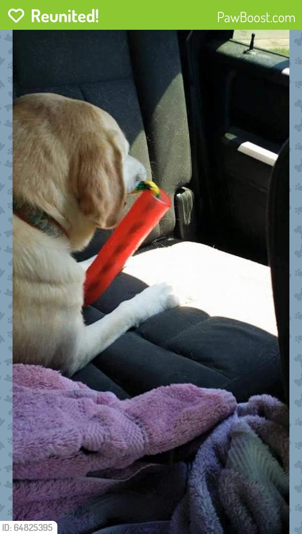 Reunited Male Dog last seen Near Claude Ct & Claude Way, Northglenn, CO 80233