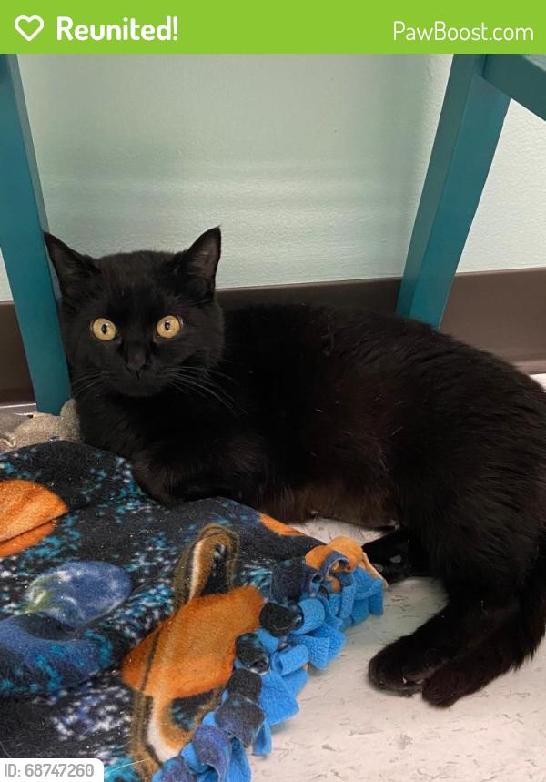 Reunited Female Cat last seen Hope mills NC, Hope Mills, NC 28348