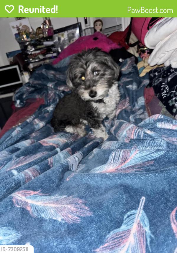 Reunited Unknown Dog last seen Spring St, Redwood City, CA 94062