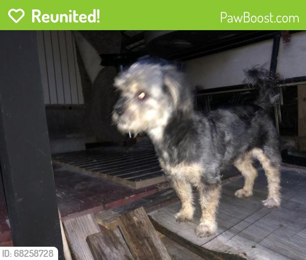 Reunited Male Dog last seen Near E Marks St, Orlando, FL 32803, USA, Orlando, FL 32803