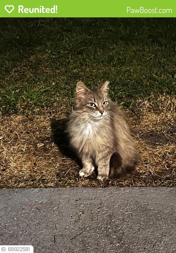 Reunited Unknown Cat last seen Wayside Rd, Fayetteville, NC 28314, USA, Fayetteville, NC 28314