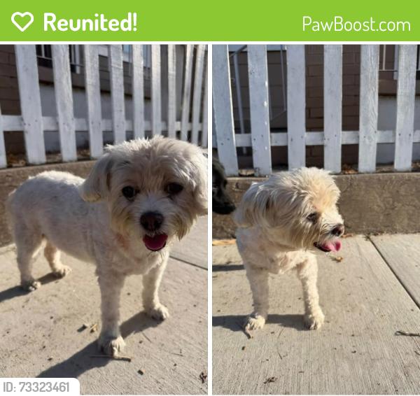 Reunited Female Dog last seen Temple and 15th st intersection, Long Beach, CA 90804