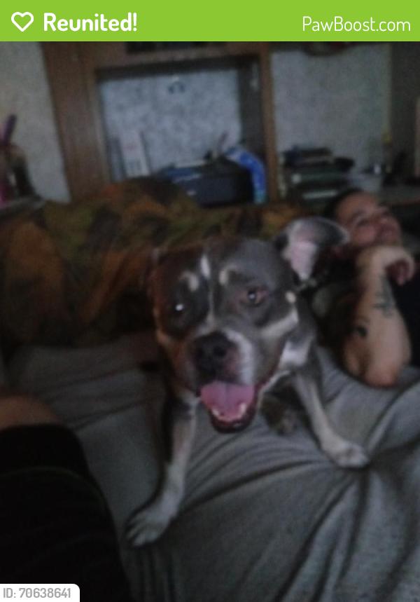 Reunited Female Dog last seen Near Las Vegas Blvd N, North Las Vegas, NV 89030, USA, North Las Vegas, NV 89030