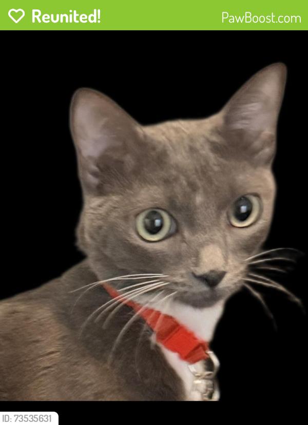 Reunited Female Cat last seen Parkrigde, Corona, CA 92879