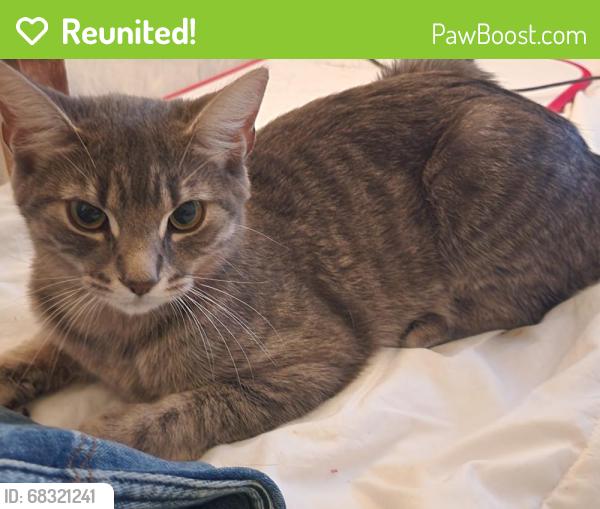 Reunited Female Cat last seen Marc aurele/louis darveau, Montréal, QC H1E
