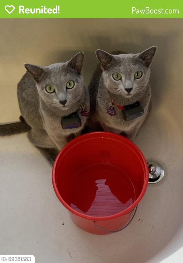Reunited Male Cat last seen Holly and Forest Way, Greenwood Village, CO 80111