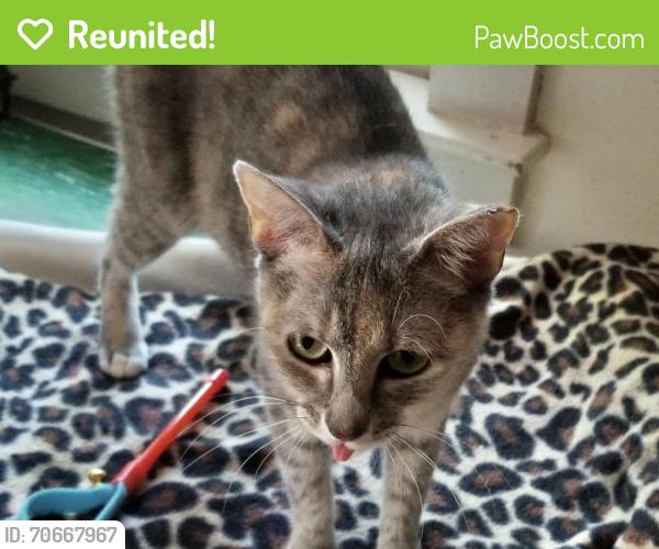 Reunited Female Cat last seen Near Grimsley High School, Greensboro, NC 27408