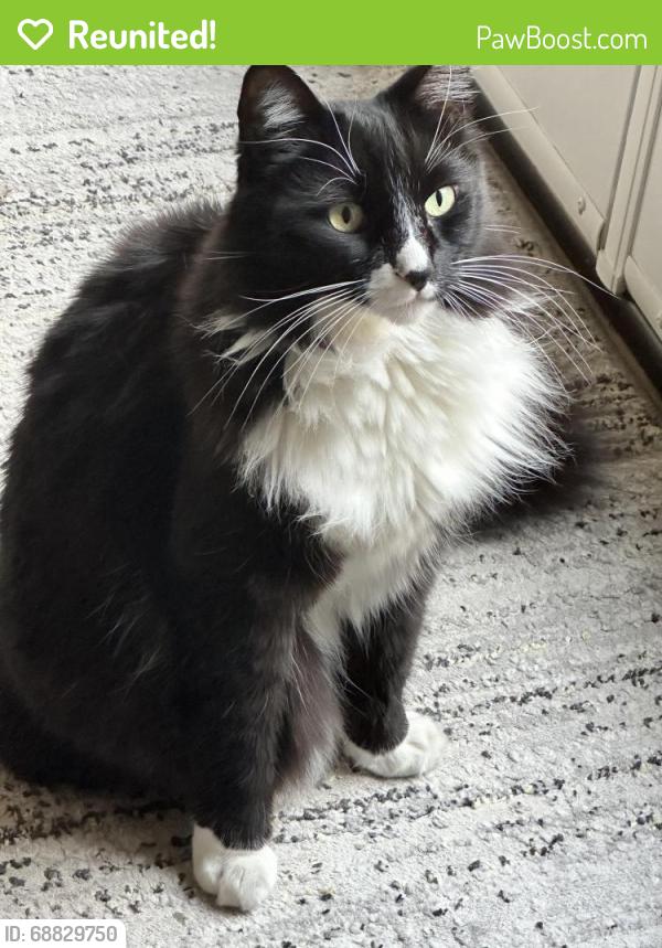 Reunited Male Cat last seen Near Twin Trails Drive, San Diego , San Diego, CA 92129
