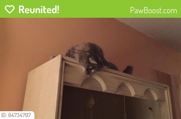 Reunited Female Cat last seen Near Valley Vista Boulevard, CA, Los Angeles, CA 91403