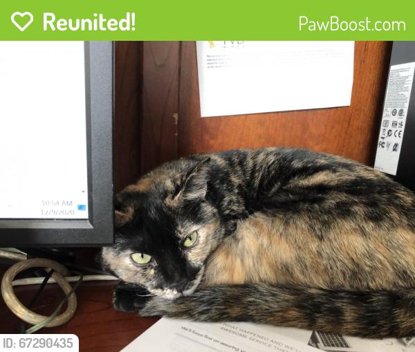 Reunited Female Cat last seen Avalon Park, Orange County, FL 32828