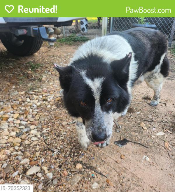 Reunited Male Dog last seen 1887Market st. Hempstead TX, Hempstead, TX 77445