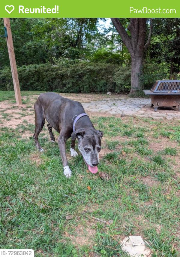 Reunited Female Dog last seen Dry Ave and Dixon, Cary, NC 27511
