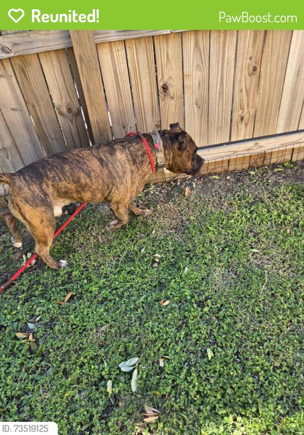 Reunited Male Dog last seen Forest Bluff Rd &Toepperwein, Live Oak, TX 78233